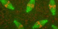 Research into Fruit Fly Cells Could Lead to Cancer Insights